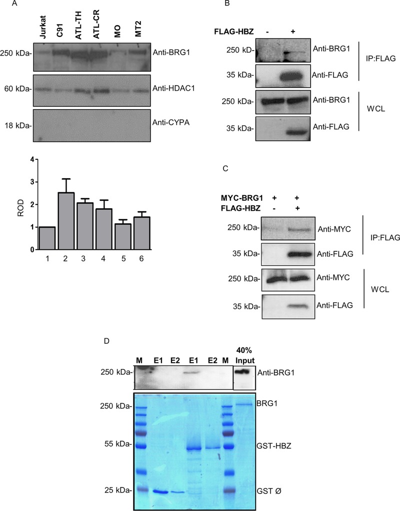 FIG 1