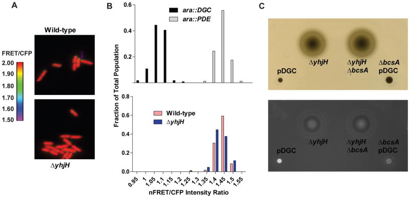 Fig. 7