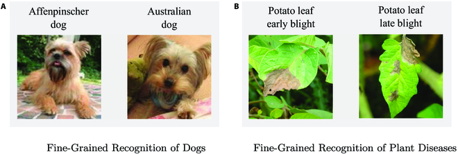 Fig. 12.