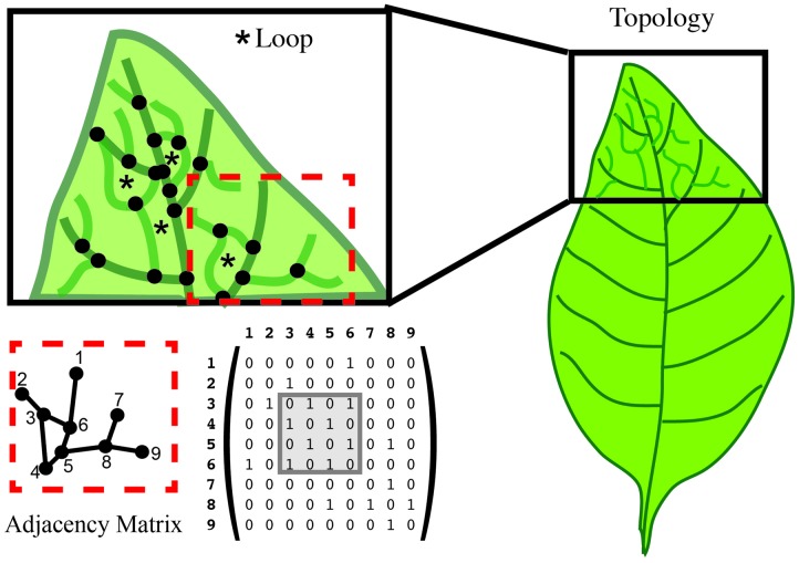 FIGURE 7