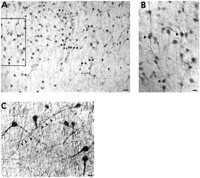 Fig. 9.