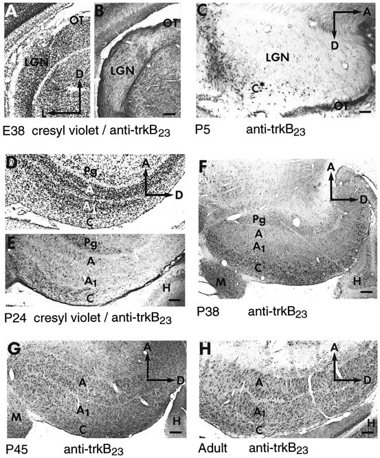 Fig. 12.