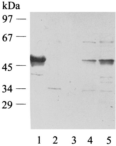 FIG. 5