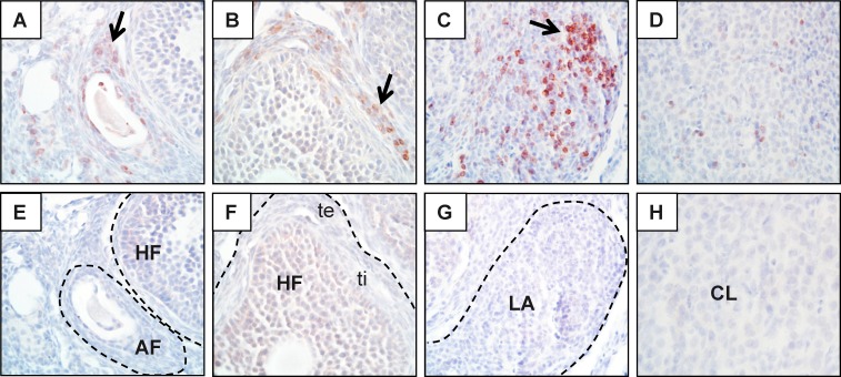 FIG. 5