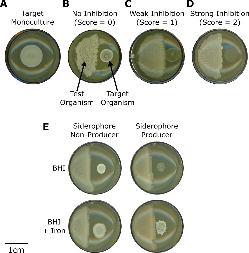 Figure 2: