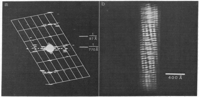 graphic file with name pnas00052-0147-a.jpg