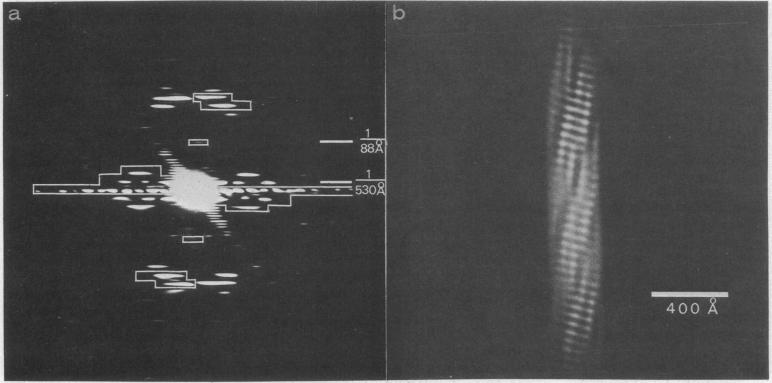 graphic file with name pnas00052-0146-a.jpg