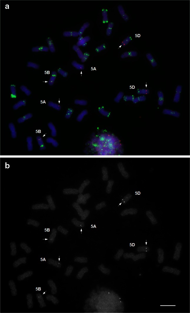 Fig. 1