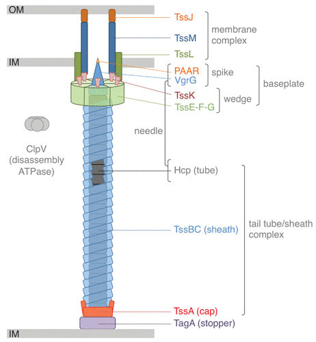 FIGURE 1