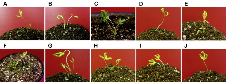 Fig. 3
