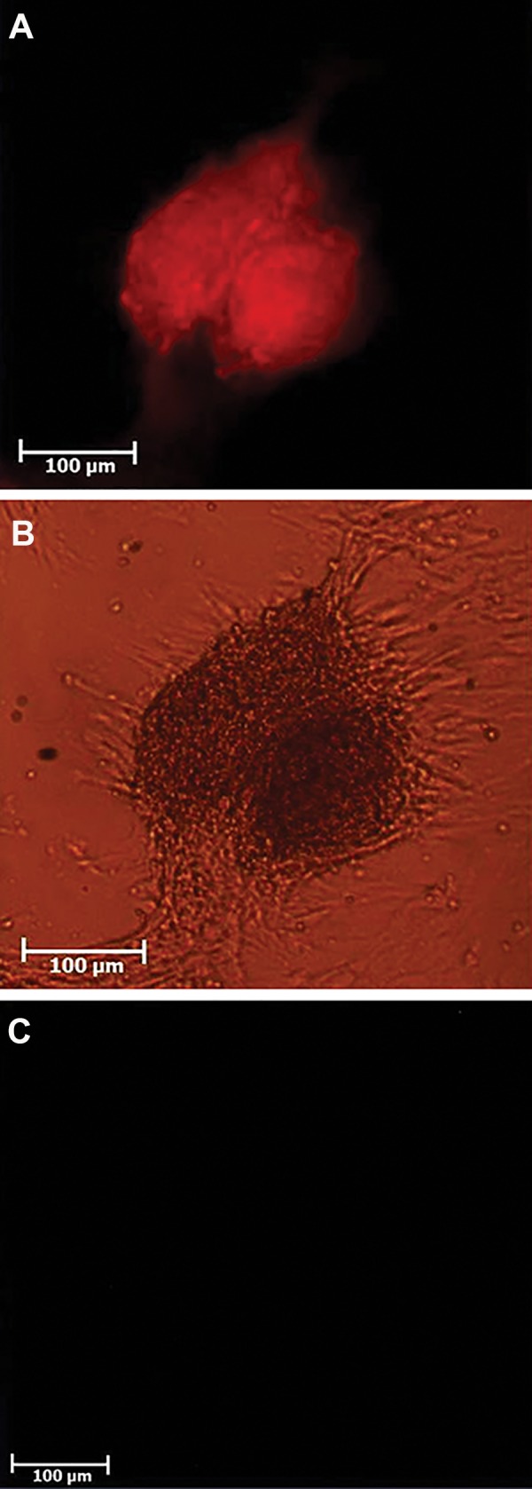 Fig.2