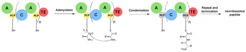 Fig. 2