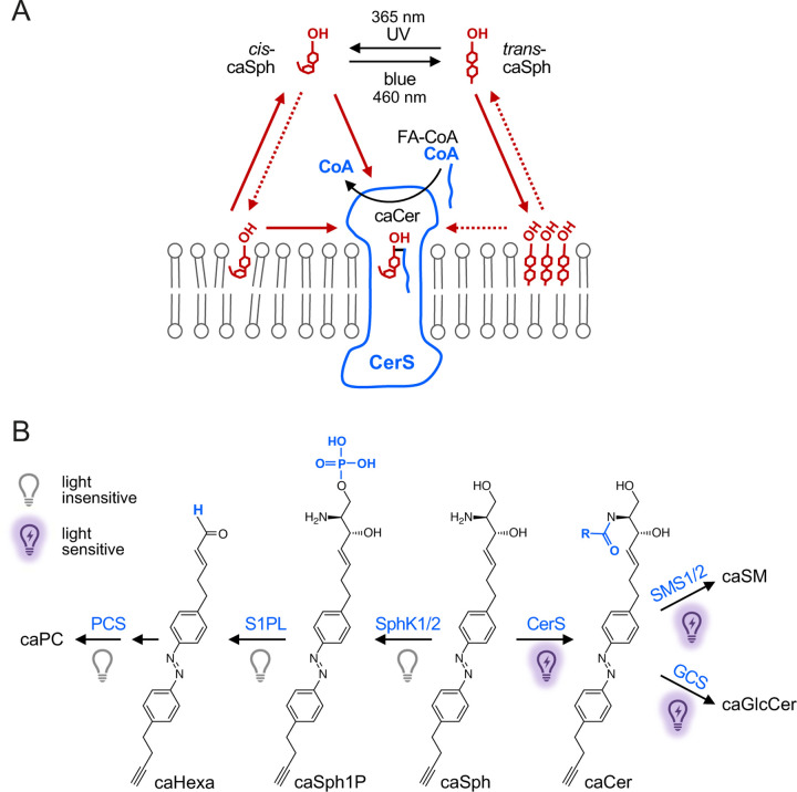 Figure 5.