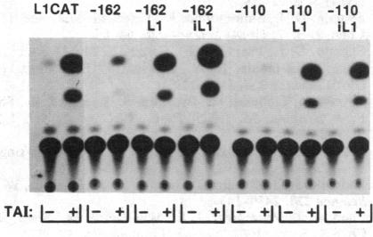 graphic file with name pnas00321-0337-a.jpg