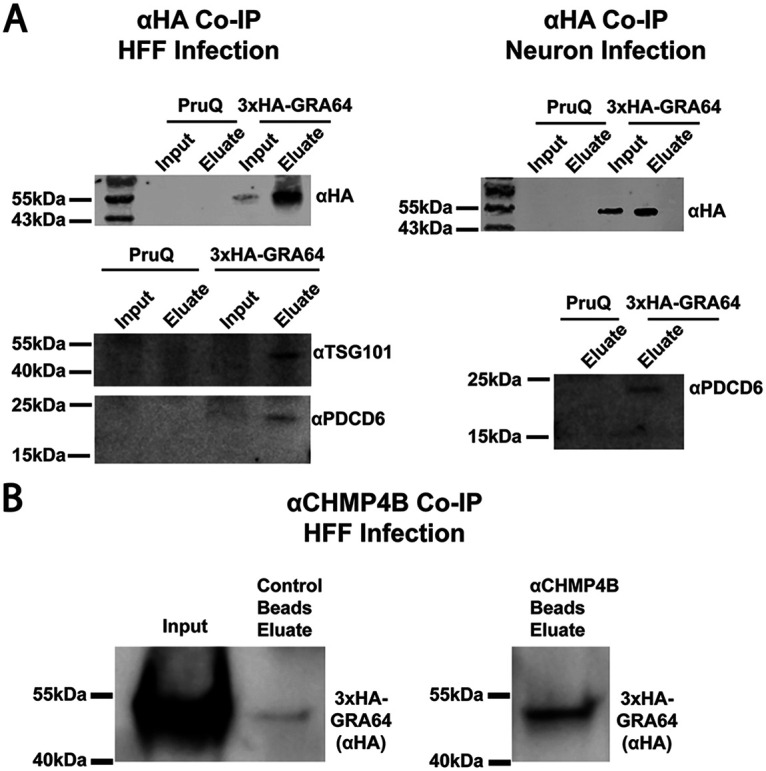 FIG 4