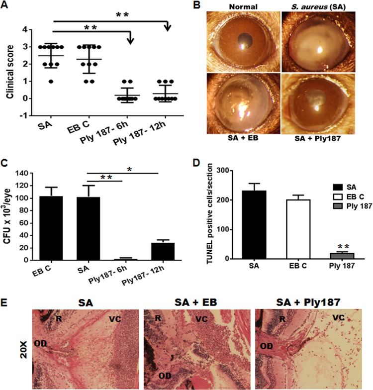 FIG 2