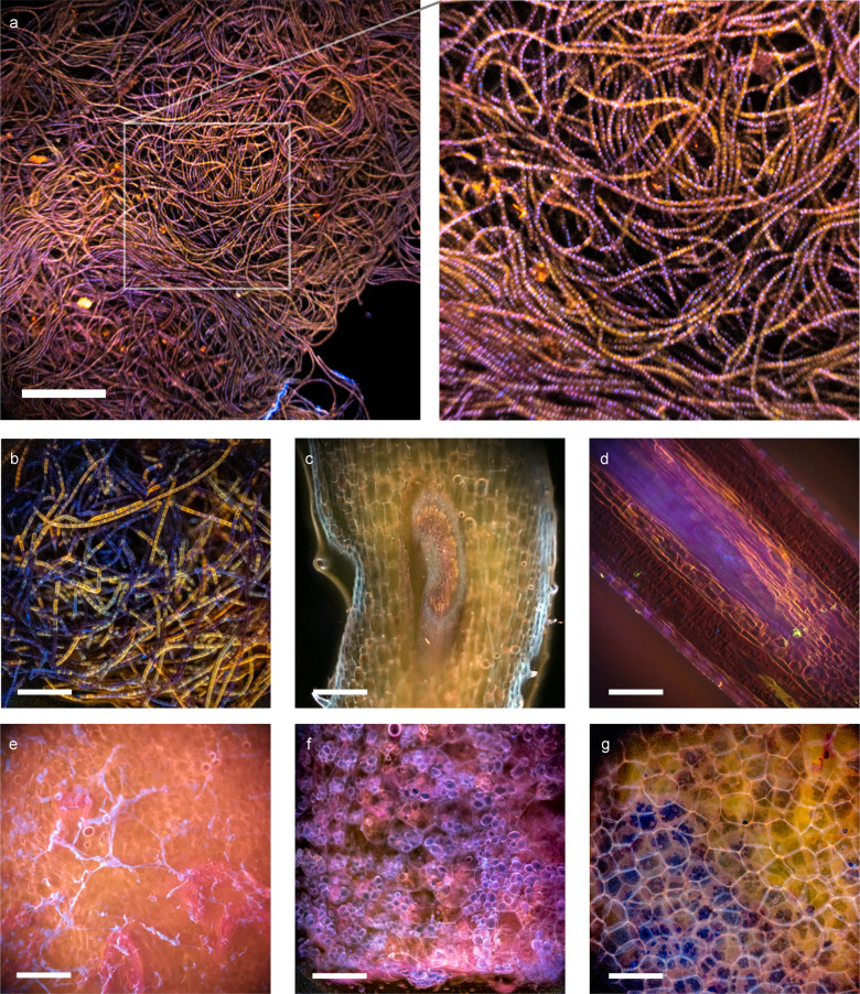 Fig. 6
