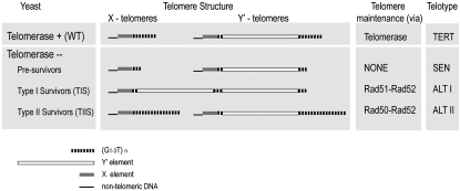 Figure 1.—