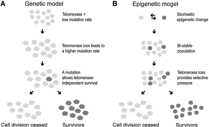 Figure 2.—