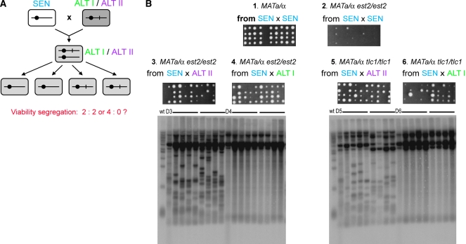 Figure 6.—