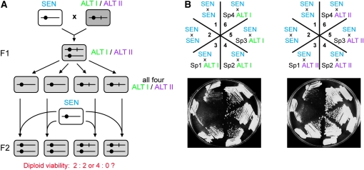 Figure 7.—