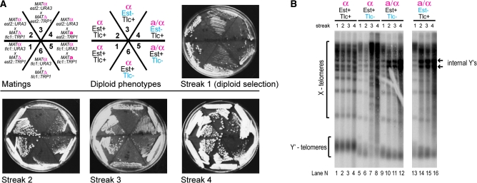 Figure 4.—