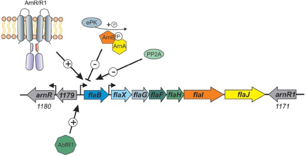 FIGURE 4