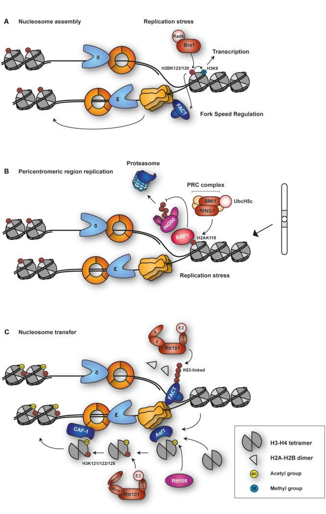 FIGURE 6