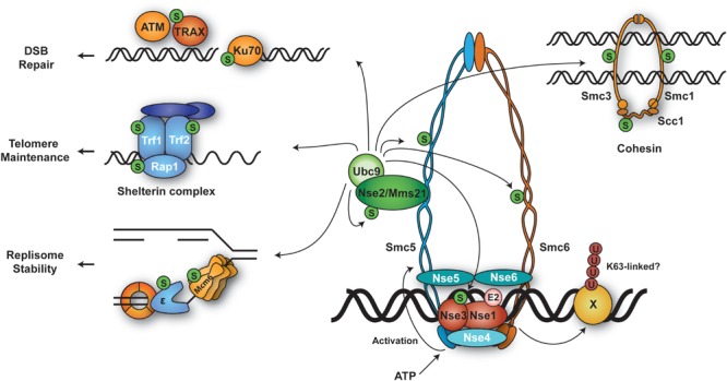 FIGURE 5