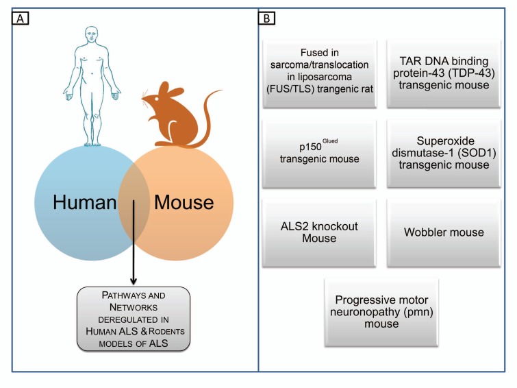 Fig. (8)