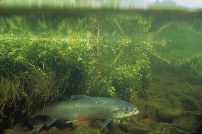 A global survey of wild salmon and trout populations reveals substantially reduced survival among those populations that migrate past salmon farms as juveniles on their way to the ocean. Above: Atlantic salmon.