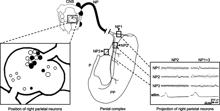 Fig. 4