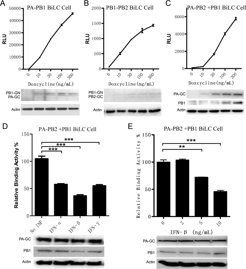 FIG 6