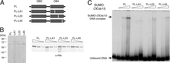 Fig 7