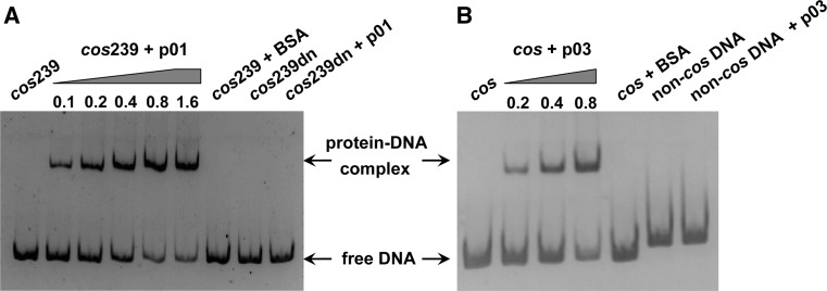 Fig. 5