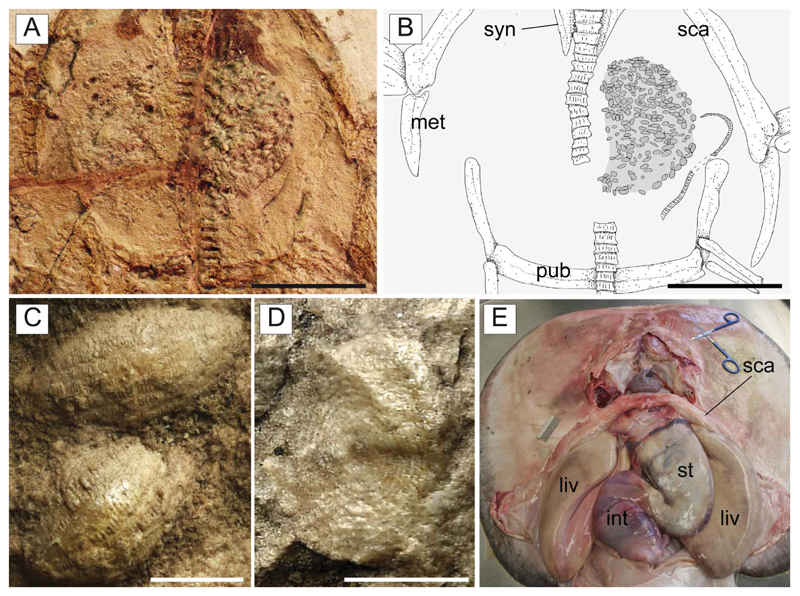 Figure 15