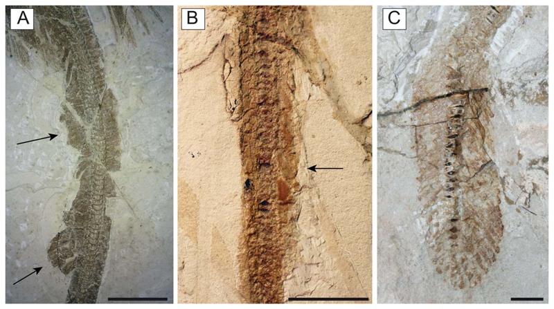 Figure 13