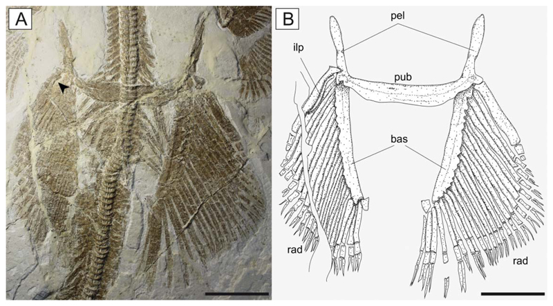 Figure 11