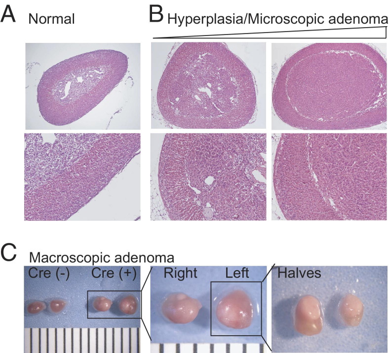 Figure 7