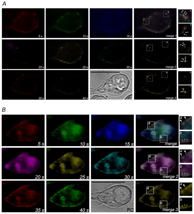 Fig. 3