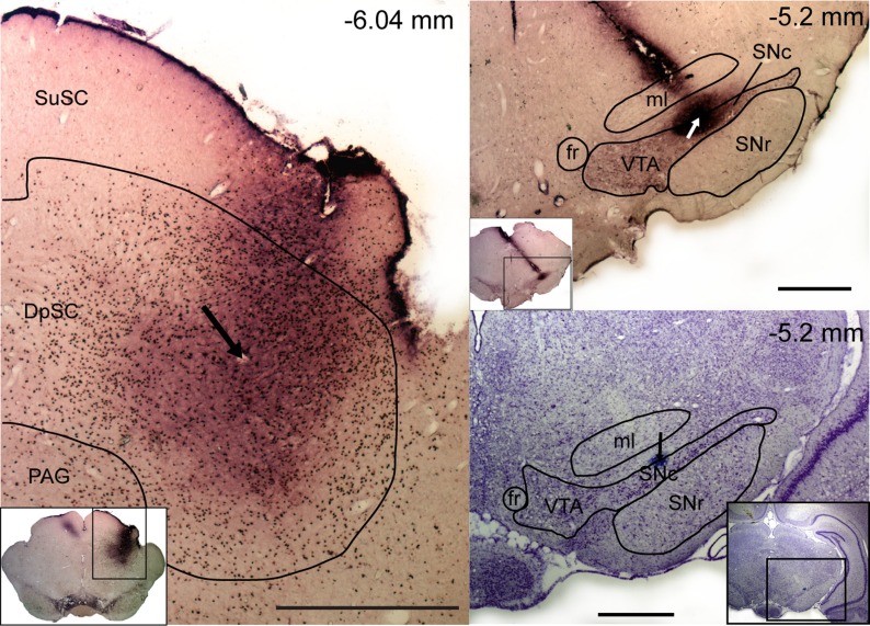 Fig. 5.