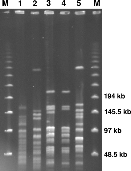 FIG. 1.