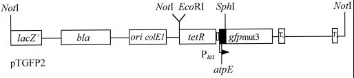 FIG. 1