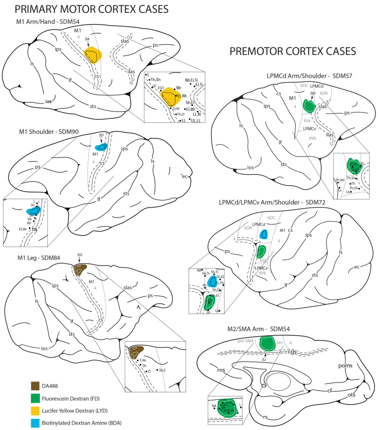 Lack of somatotopy among corticospinal tract fibers passing through the ...