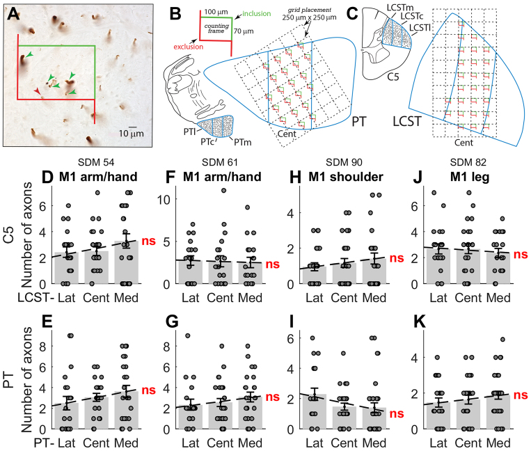 Lack of somatotopy among corticospinal tract fibers passing through the ...