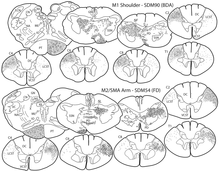 Lack of somatotopy among corticospinal tract fibers passing through the ...