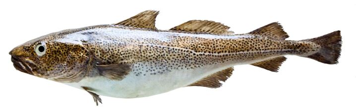 graphic file with name 16022_2022_237_Fig4_HTML.jpg