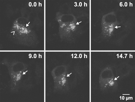 FIG. 3.