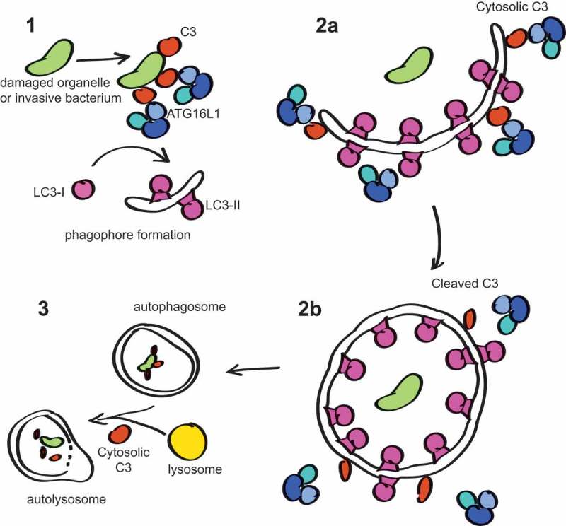 Figure 1.