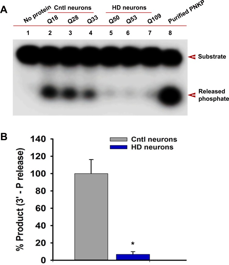 Figure 5—figure supplement 1.